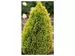 185_thuja-occidentalis--filips-magic.webp