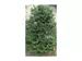 43-2_abies-alba-pyramidalis-jedle-belokora.webp