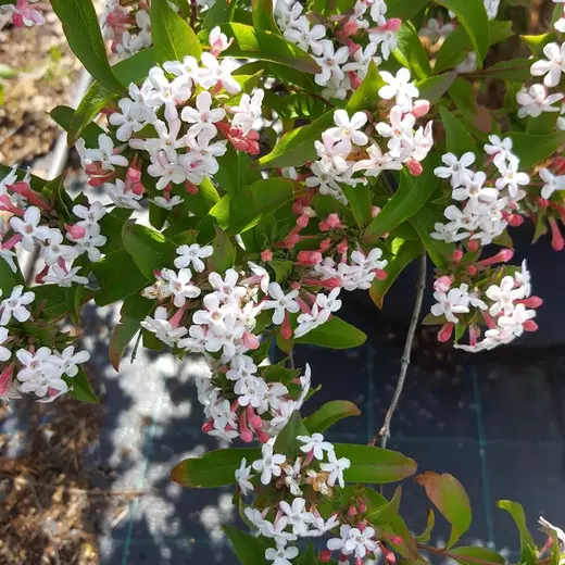 Abélie Mosanská - Abelia mosanensis