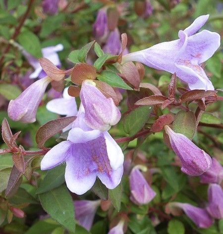 Abélie Grandiflora PINKY BELLS