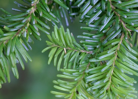 Abies amabilis 'Spreading Star' - Jedle líbezná.jpg