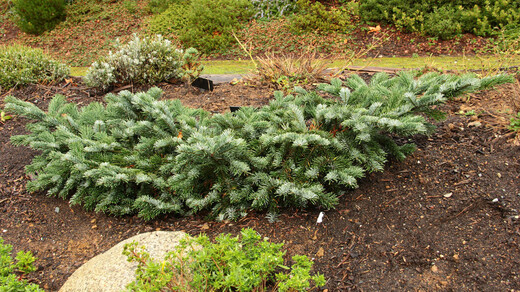 Abies amabilis Spreading star - Jedle líbezná1.jpg