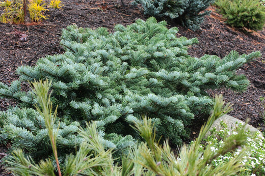 Abies amabilis Spreading star - Jedle líbezná2.jpg