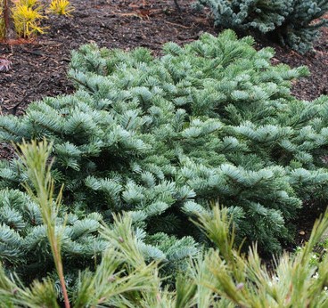 Abies amabilis Spreading star - Jedle líbezná