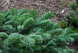 Abies amabilis ´Spreading Star´.jpg