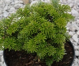 Abies balsamea Brilant - Jedle balzamová.jpg