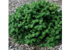 Abies balsamea Piccolo - Jedle balzámová.jpg