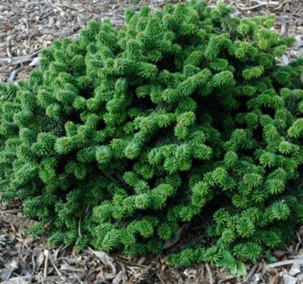 Abies balsamea Piccolo - Jedle balzámová