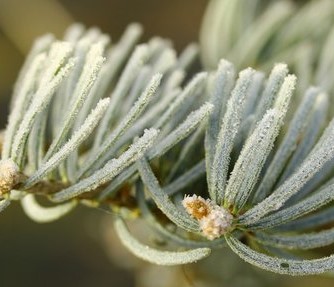 Abies concolor Archers Dwarf - Jedle ojíněná