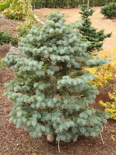 Abies-concolor-Archers-Dwarf