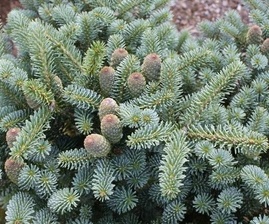 Abies koreana Blauer Pfiff -Jedle korejská