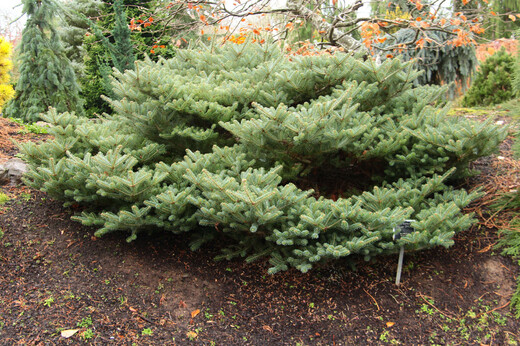 Abies-koreana-Blauer-Pfiff2.jpg