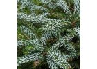 Abies koreana Silberlocke - Jedle korejská Silberlocke.jpg