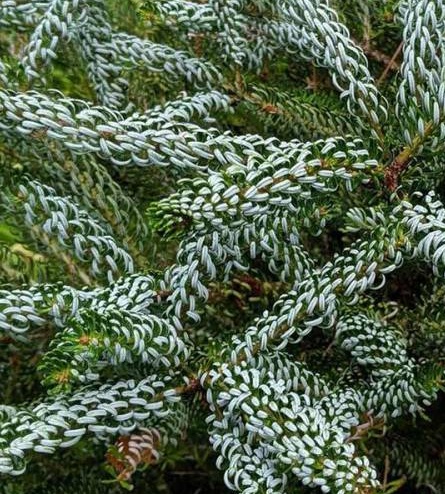 Abies koreana Silberlocke - Jedle korejská Silberlocke.jpg