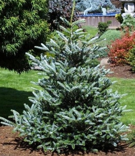 Abies koreana Silberlocke1.jpg