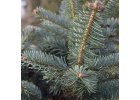 Abies lasiocarpa Arizonica - Jedle plstnatoplodá.jpg