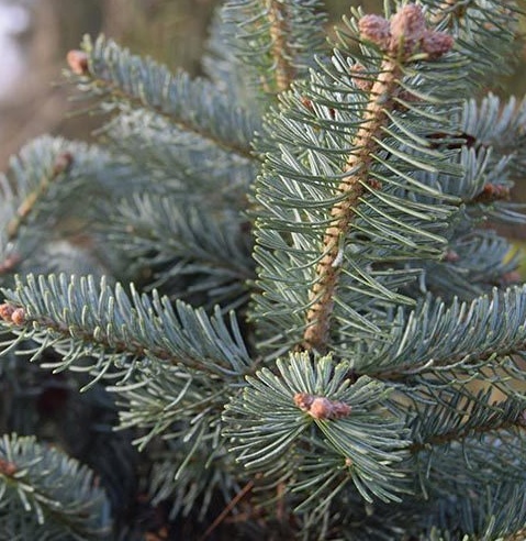 Abies lasiocarpa Arizonica - Jedle plstnatoplodá