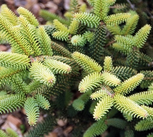 Abies pinsapo Aurea - Jedle španělská