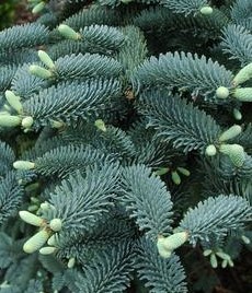 Abies pinsapo Glauca - Jedle španělská