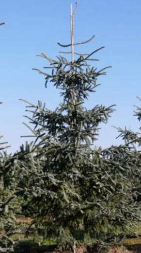 Abies pinsapo Glauca - Jedle španělská1.png