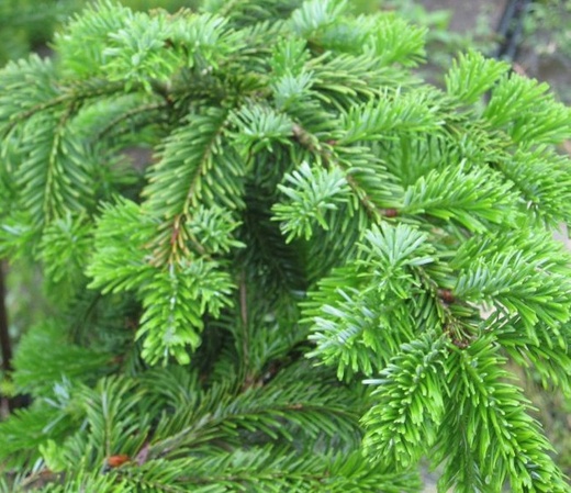 Abies veitchii Pendula - Jedle veitchova