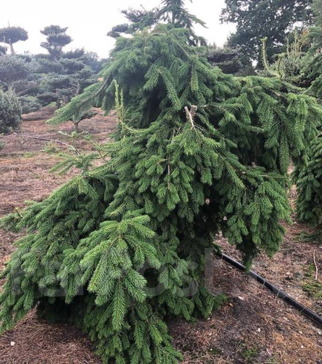 Abies veitchii Pendula1.png