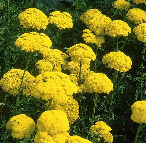 Achillea filipendulina Cloth of Gold - řebříček tužebníkovitý