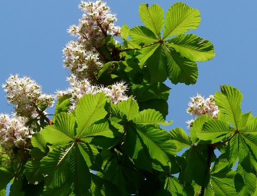 Aesculus hippocastanum - Jirovec obecný (maďál).jpg