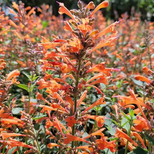 Agastache Kudos Mandarin - Agastache