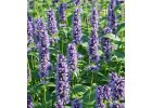 Agastache Little Adder - Agastache