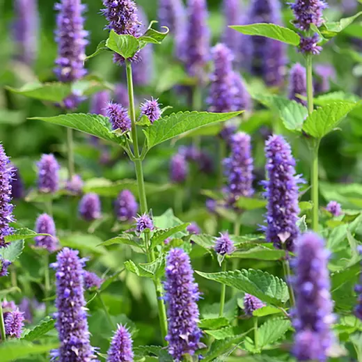 Agastache Little Adder - Agastache