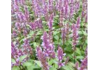 Agastache Purple Haze - Agastache.jpg