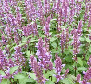 Agastache Purple Haze - Agastache