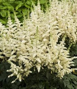 Astilbe chinensis Visions in White (2).jpg