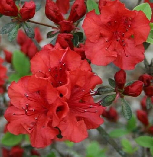 Azalea japonica 'Maruschka'.jpg