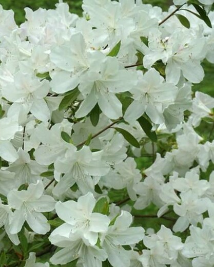 Azalea japonica Schneeperle.jpg