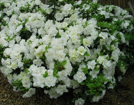 Azalea japonica Schneeperle11.jpg