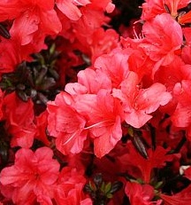 Azalka Japonská Maruschka  - Azalea japonica Maruschka