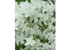 Azalka Japonská Schneeperle - Azalea japonica Schneeperle