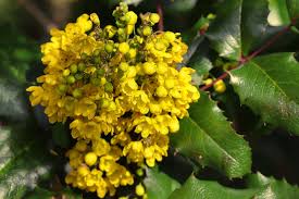 Berberis julianae - Dřišťál Juliin.jpg