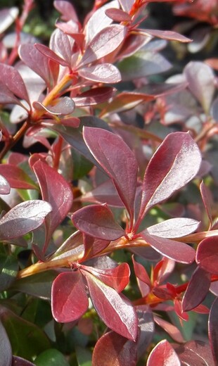 BERBERIS THUNBERGII ATROPURPUREA.jpg