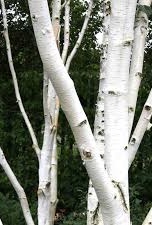 Betula jacquemontii - Bříza himalájská.jpg