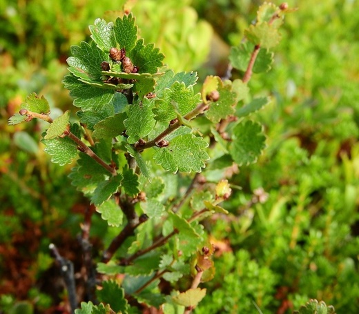 Betula nana - Bříza trpasličí.jpg