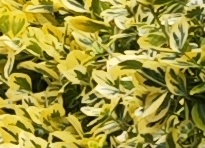 Brslen Fortuneův-Euonymus fortunei 'EMERALD'n'GOLD'