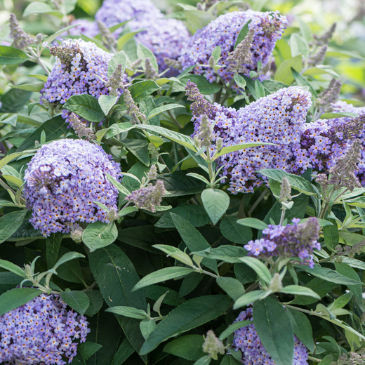 BUDDLEJA DAVIDI B.C. LILA SWEETHEART 1.jpg