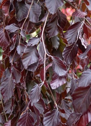 Buk lesní PURPLE FOUNTAIN - Fagus sylvatica purple fountain