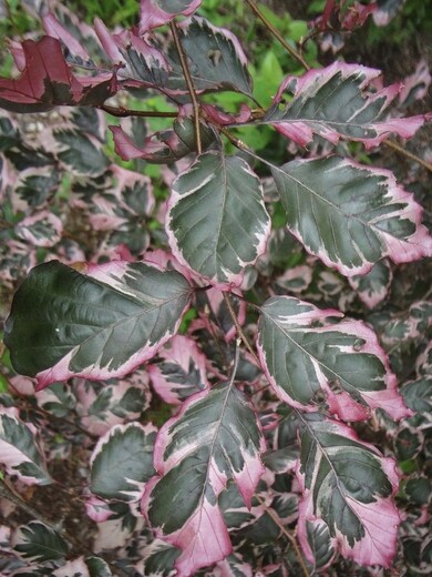 Buk lesní PURPUREA TRICOLOR - Fagus sylvatica purpurea tricolor