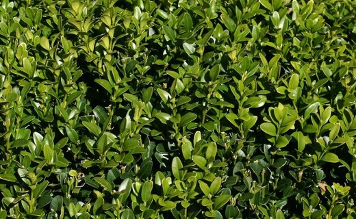 Zimostráz obecný - BUXUS SEMPERVIRENS