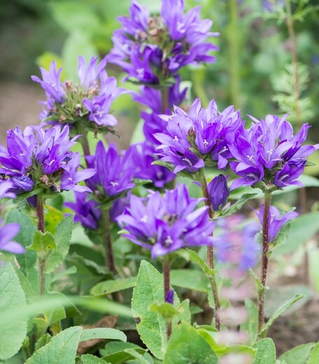 Campanula glomerata 'Acaulis' (2).jpg