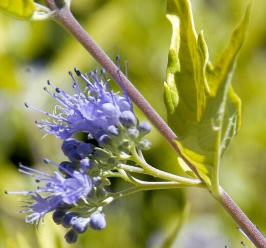 Ořechokřídlec Caryopteris clandonensis Worcester Gold